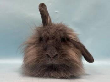 Bessy -  Lionhead and Holland Lop Rabbit for Adoption in Woodbury, Minnesota - Bessy | PetCurious