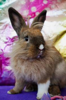 Lop Eared Rabbits Available for Adoption in Long Beach, California - Lyle | PetCurious
