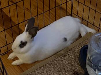 Rescue American Rabbits for Adoption in Lee