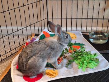 Liberty  -  Chinchilla Rabbit Available for Adoption in San Antonio, Texas - Liberty  | PetCurious