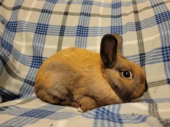 Rescue Lionhead Rabbits for Adoption in Ankeny, Iowa - Hennessy | PetCurious