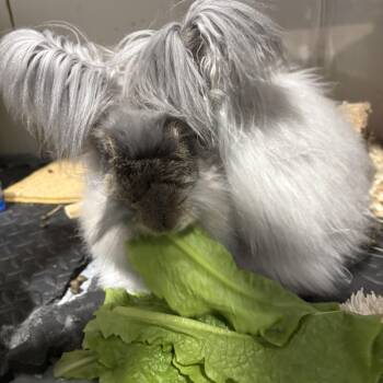 George -  Angora Rabbit Rabbit for Adoption in Howell Township, New Jersey - George | PetCurious