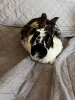 Trixy -  English Spot Rabbit for Adoption in Santa Cruz, California - Trixy | PetCurious