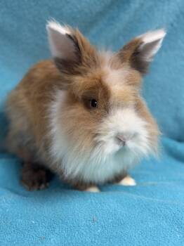 Jerry -  Lionhead Rabbit for Adoption in Edinburg, Pennsylvania - Jerry | PetCurious