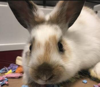 Primrose -  Rhinelander and Harlequin Rabbit for Adoption in Buena Vista, Colorado - Primrose | PetCurious