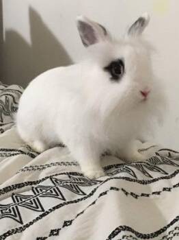 Princess (& Precious) -  Lionhead and Dwarf Rabbit for Adoption in Fairfax, Virginia - Princess (& Precious) | PetCurious
