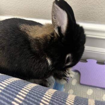 Rescue Silver Marten Rabbits for Adoption in Los Angeles, California - Peppermint | PetCurious