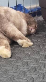Rescue American Sable and Flemish Giant Rabbits for Adoption in Midlothian, Virginia - Cookie (bonded With Pierre) | PetCurious