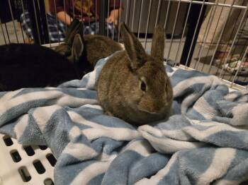 Silver Marten and New Zealand Rabbits Available for Adoption - Baby Boys From The 21 Buns | PetCurious