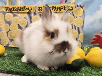 Buzzball -  Lionhead Rabbit for Adoption in Westford, Massachusetts - Buzzball | PetCurious