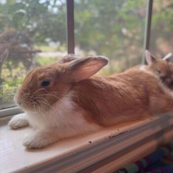American Rabbits Available for Adoption - Bunny Foofoo | PetCurious