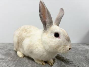 Butterfinger -  Bunny Rabbit Rabbit for Adoption in Westford, Massachusetts - Butterfinger | PetCurious