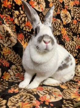 Aspen -  English Spot Rabbit for Adoption in Laurens, South Carolina - Aspen | PetCurious