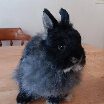 Rosé & Asti -  Jersey Wooly Rabbit for Adoption in Andover, Connecticut - Rosé & Asti | PetCurious