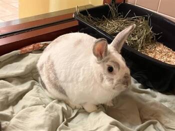 Bunny Rabbit and New Zealand Rabbits Available for Adoption in Colorado Springs, Colorado - LUKE | PetCurious