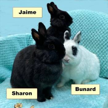 Rescue Dwarf and Bunny Rabbit Rabbits for Adoption in Wheaton, Illinois - Bunard | PetCurious
