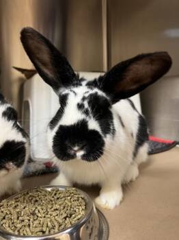 Rescue Bunny Rabbit Rabbits for Adoption in Kennewick, Washington - Lola Bunny | PetCurious