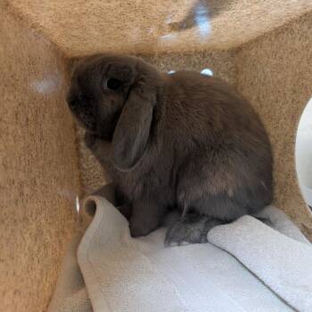 Teddy -  Holland Lop Rabbit for Adoption in Pasadena, California - Teddy | PetCurious