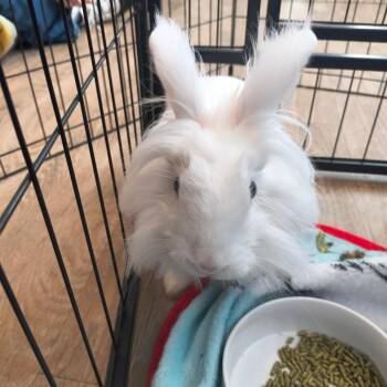 Petunia -  Lionhead Rabbit for Adoption in Warwick, Rhode Island - Petunia | PetCurious