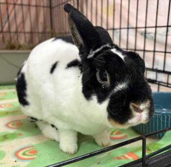 Onyx -  Mini Rex Rabbit for Adoption in Oshkosh, Wisconsin - Onyx | PetCurious
