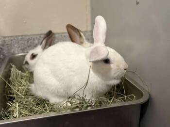 Rescue Lop Eared Rabbits for Adoption in Fruit Heights, Utah - Cinderella | PetCurious
