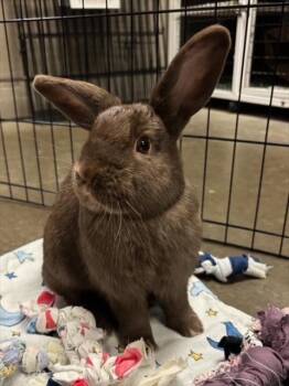 Rescue Bunny Rabbit Rabbits for Adoption in Santa Cruz, California - MAPLE* | PetCurious