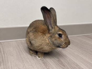 Rico -  Bunny Rabbit Rabbit for Adoption in Delson, Quebec - Rico | PetCurious