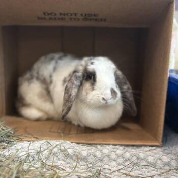 Holland Lop Rabbits Available for Adoption in Boston, Massachusetts - SPRINKLES | PetCurious