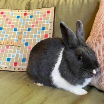 Rescue Dutch Rabbits for Adoption in Livermore, California - Scrabble | PetCurious