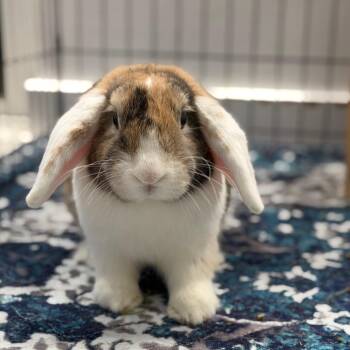 Jasper -  Mini Lop Rabbit for Adoption in Miami, Florida - Jasper | PetCurious