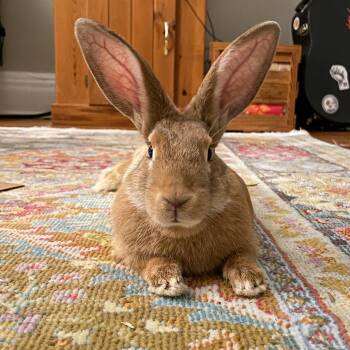 Rescue Bunny Rabbit Rabbits for Adoption in Los Angeles, California - Toast | PetCurious