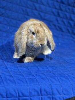 Rescue French Lop Rabbits for Adoption in Howell Township, New Jersey - Rocket | PetCurious
