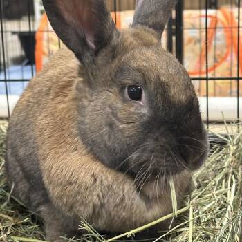Ginger with Ty -  Bunny Rabbit Rabbit for Adoption in Erie, Colorado - Ginger With Ty | PetCurious