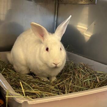 Honey Crisp -  American Rabbit for Adoption in Richmond, California - Honey Crisp | PetCurious