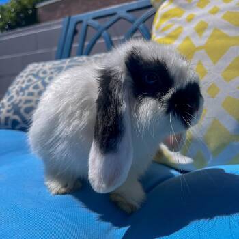 Rescue Holland Lop Rabbits for Adoption in Los Angeles, California - Gigi | PetCurious