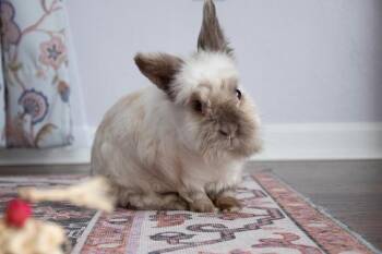 Lionhead Rabbits Available for Adoption - Coco | PetCurious