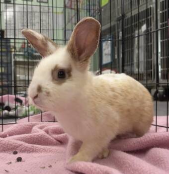 Tokyo -  American Rabbit for Adoption in Oakland, California - Tokyo | PetCurious