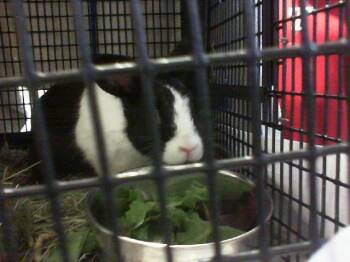 A1269893 -  Bunny Rabbit Rabbit for Adoption in Charlotte, North Carolina - A1269893 | PetCurious