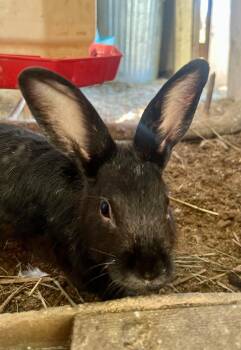 Rescue Bunny Rabbit Rabbits for Adoption in Matthews, Indiana - Shadow | PetCurious