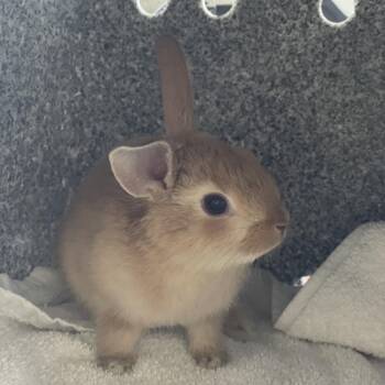 Twix -  American Rabbit for Adoption in Pasadena, California - Twix | PetCurious