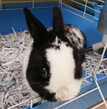 Mini Rex Rabbits Available for Adoption in Sioux City, Iowa - Lemu-Emu | PetCurious