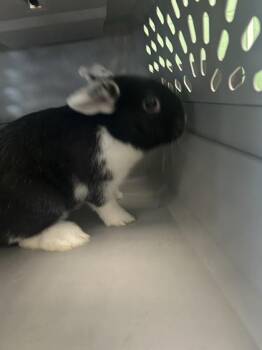 Louie -  Bunny Rabbit Rabbit for Adoption in Largo, Florida - Louie | PetCurious