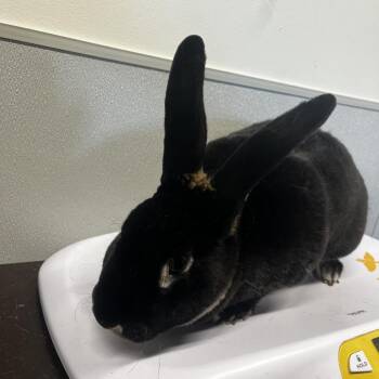 American Rabbits Available for Adoption - Rex | PetCurious