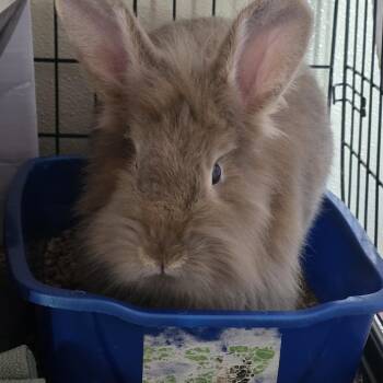 Ash -  Lionhead Rabbit for Adoption in Glenfield, New York - Ash | PetCurious