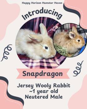 Jersey Wooly Rabbits Available for Adoption - Snapdragon  | PetCurious