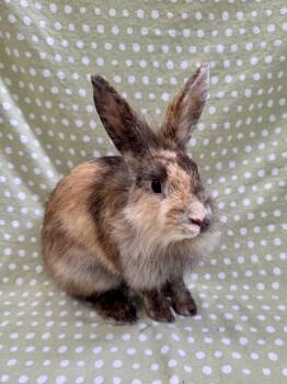 Rescue Lionhead Rabbits for Adoption in Gainesville, Florida - Lindy Hop | PetCurious