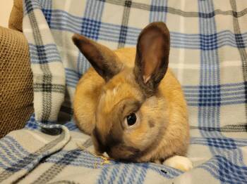 Rescue Lionhead Rabbits for Adoption in Ankeny, Iowa - Dunkel | PetCurious