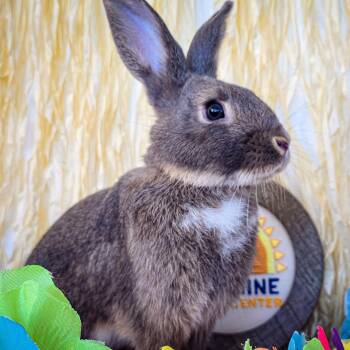 Rescue Silver Rabbits for Adoption in Long Beach, California - Peter | PetCurious