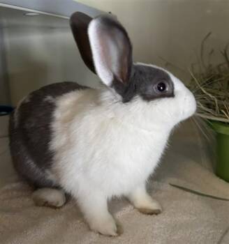 A887106 -  Bunny Rabbit Rabbit for Adoption in Camarillo, California - A887106 | PetCurious