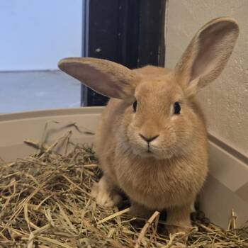 Dandylion -  American Rabbit for Adoption in Kennebunk, Maine - Dandylion | PetCurious